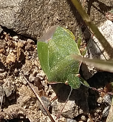iNaturalist observation photo of Red-shouldered Stink Bug