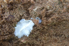 Pericelis hymanae