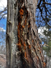 Gymnosporangium effusum