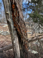 Gymnosporangium effusum