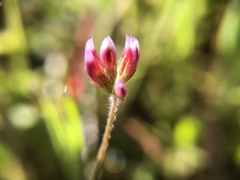 Trifolium bifidum decipiens