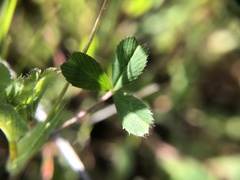 Trifolium bifidum decipiens