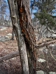 Gymnosporangium effusum