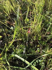 Trifolium bifidum decipiens