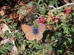 Brephidium exilis