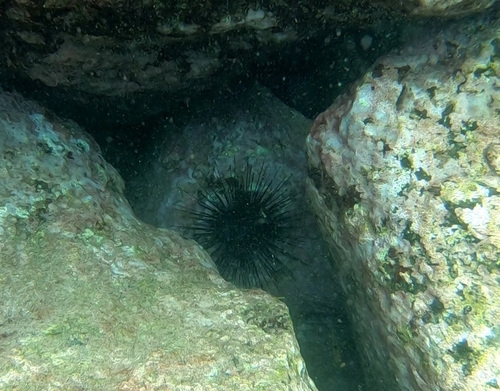 Diadema africanum