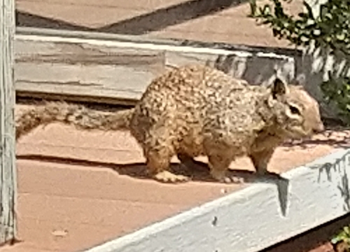 iNaturalist observation photo of California Ground Squirrel