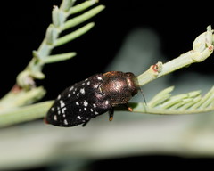 Diphucrania leucosticta