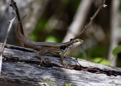 Leiocephalus macropus macropus