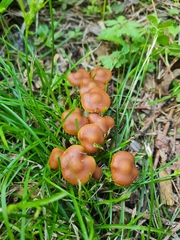 Psilocybe subaeruginosa