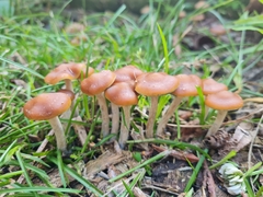 Psilocybe subaeruginosa