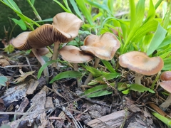 Psilocybe subaeruginosa