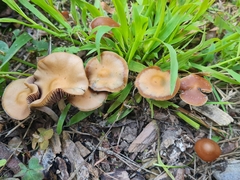 Psilocybe subaeruginosa