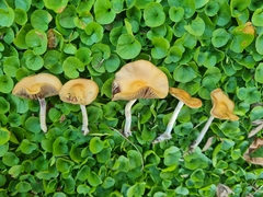 Psilocybe subaeruginosa