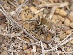 Dischistus atlanticus