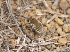 Dischistus atlanticus