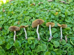 Psilocybe subaeruginosa