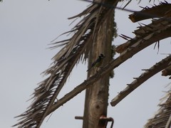Cyanistes teneriffae degener