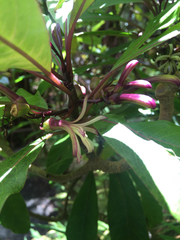 Clermontia parviflora