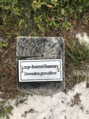 Conradina grandiflora image