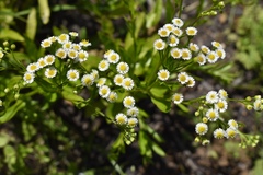 Erigeron darrellianus