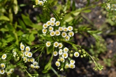 Erigeron darrellianus