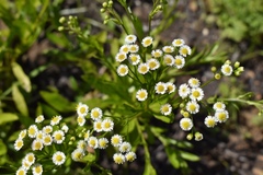 Erigeron darrellianus
