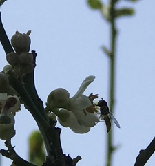 Pterygota