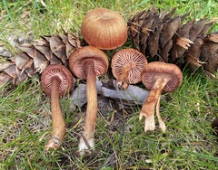 Laccaria laccata
