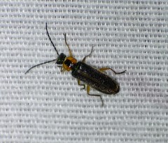 Rhagonycha oriflava