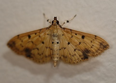 Herpetogramma cynaralis