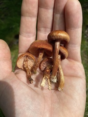 Laccaria laccata