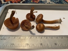 Laccaria laccata