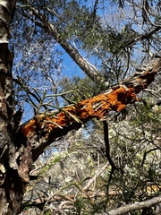 Gymnosporangium effusum