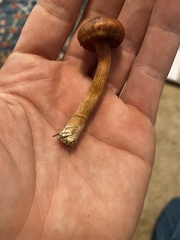 Laccaria laccata