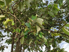 Myristica hypargyraea