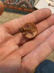 Laccaria laccata