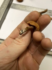 Laccaria laccata