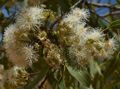 Corymbia erythrophloia