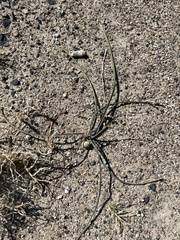 Calochortus striatus