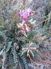 Astragalus amphioxys
