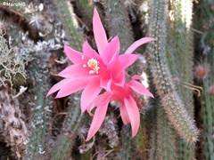 Aporocactus flagelliformis