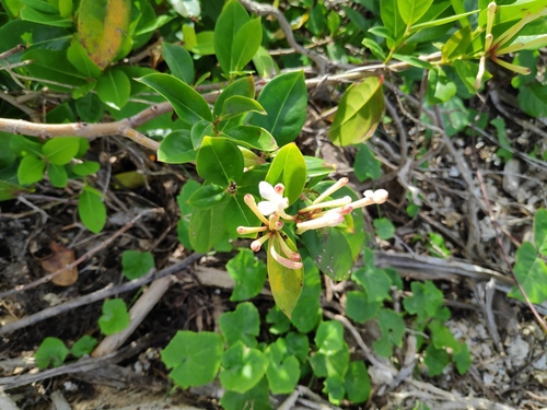 Phaleria disperma observed 2022-04-02