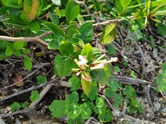 Phaleria