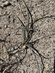 Calochortus striatus