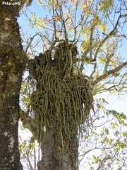 Aporocactus flagelliformis