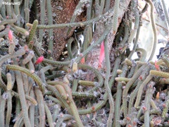 Aporocactus flagelliformis