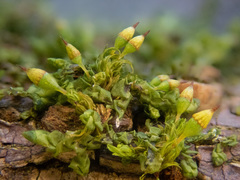 Orthotrichum pulchellum