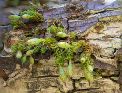 Orthotrichum pulchellum