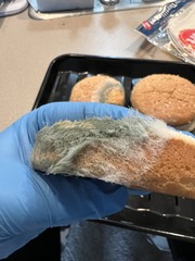 Penicillium
